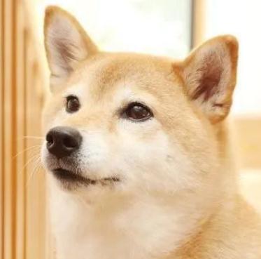 给你三个养柴犬的理由!别犹豫了,真香!