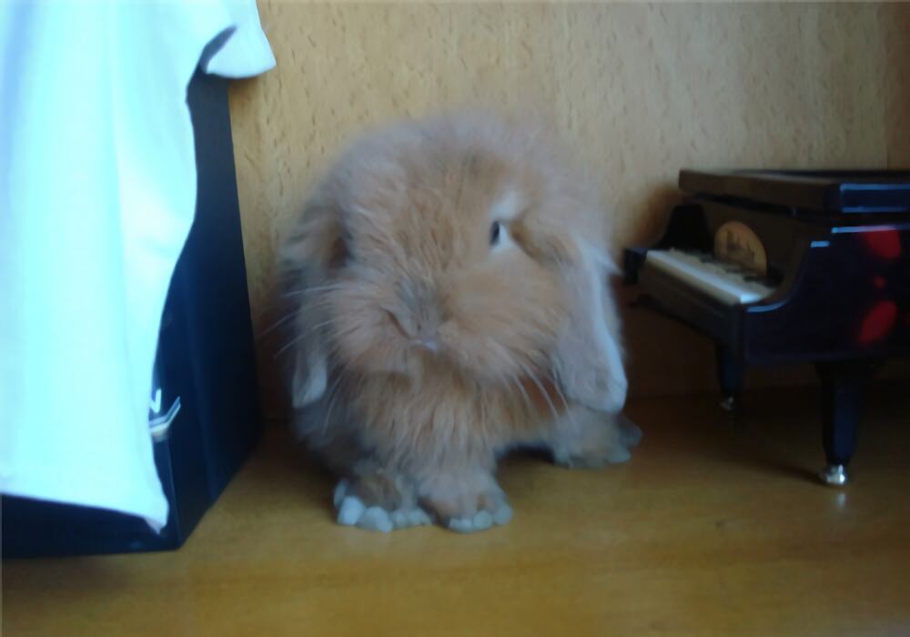 垂耳兔身份信息