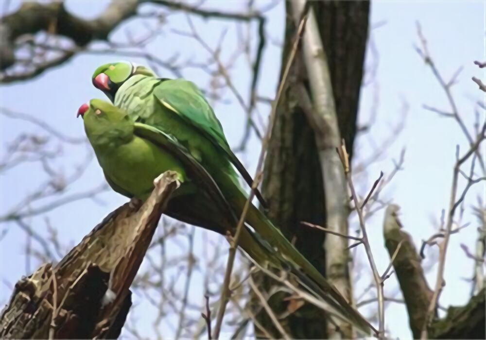 环颈鹦鹉身份信息
