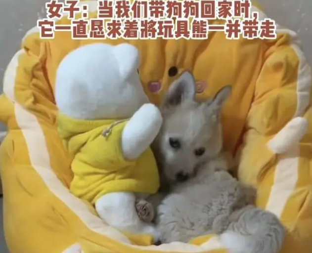 流浪小狗乞求收养者一起带走玩具熊,不想让小熊自己挨饿受冻