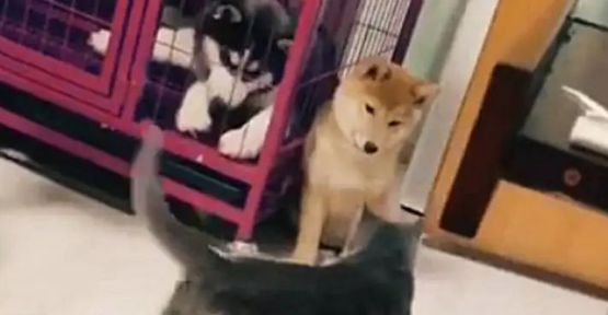 柴犬被猫咪挤墙角揍,二哈吓得一脸懵:幸好我被主人关笼子里了……