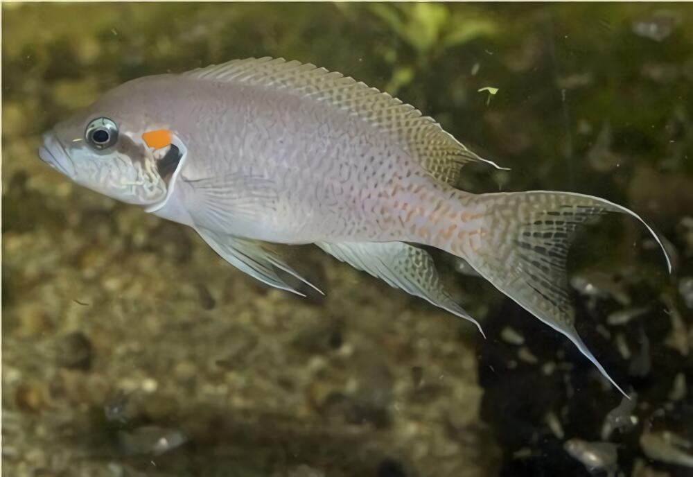白边燕尾鱼身份信息