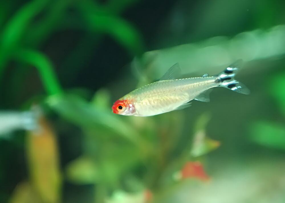 红鼻剪刀身份信息