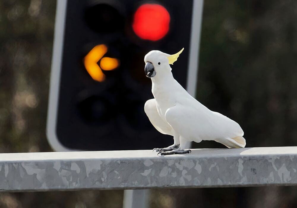 小葵花凤头鹦鹉身份信息