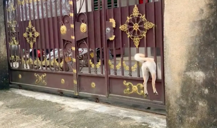 狗狗回家被卡在了门上,路人帮忙抬狗腿往里塞,这画面太好笑了!
