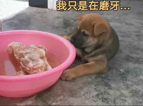 小土狗趴到冷冻肉旁,先装作磨牙之后多喝水,最终禁不住還是偷食了!