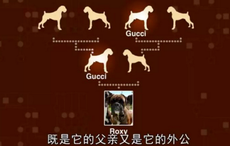 救命呀！我家狗子是大禽兽！它…它竟然睡了它亲妈…...