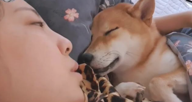 铲屎官捡了只柴犬帮自身暖床,二哈看后不高兴了:你外边有狗了