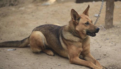狼犬土狗的混血儿,每日定时执行外出,定时执行回家,主人和去看泪如雨下!