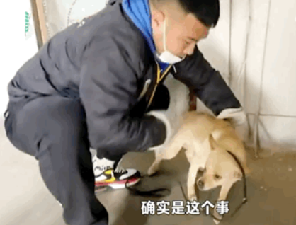一只狗守护墓地11年,最后死在了主人的墓碑上…