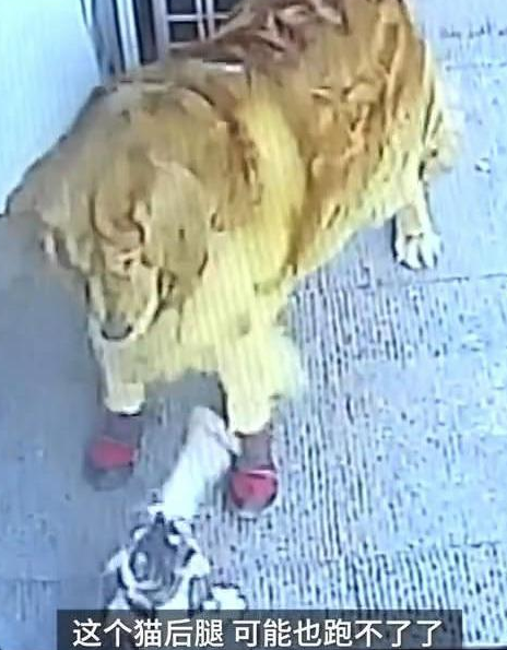 高空坠猫砸中路过老人,金毛犬拦截涉事猫竟成亮点