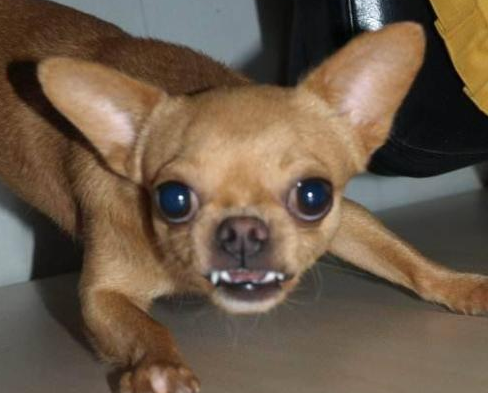 吉娃娃想上餐桌，直接踩在大狗身上！大狗为什么会被小狗欺负？