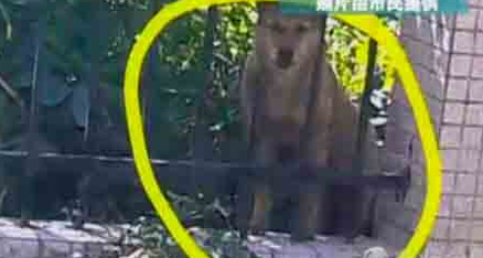 几名教官在女生宿舍楼下合伙杀害狗烤食 遭到社会的谴责