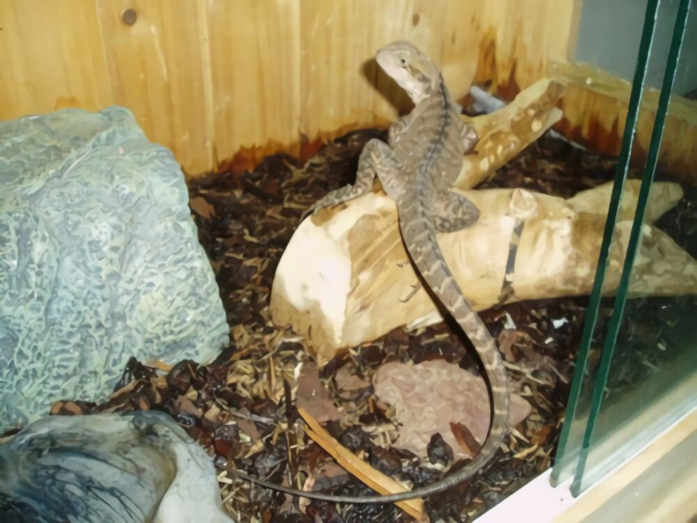 澳洲水龙身份信息