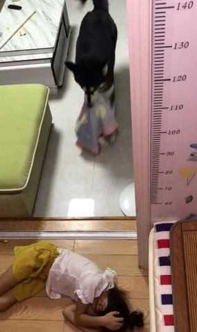 狗狗眼见小主人在地面上睡觉了,接下去的行为,令人内心一阵暖