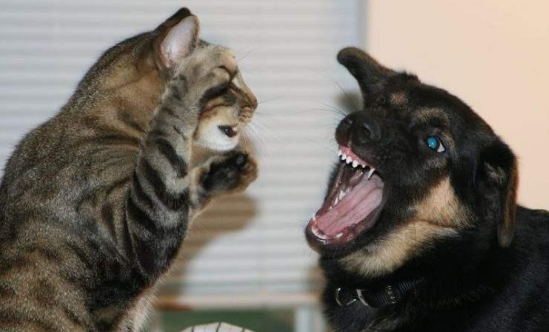 猫打不过狗,藏獒能够打赢狮子吗?答案可想而知