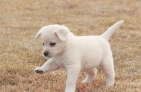 令人吃惊!狗狗受虐令人心痛,被救护后自我救赎