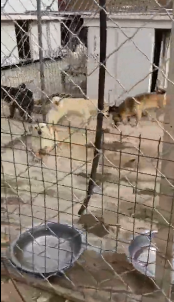 紧急求助!三百只流浪猫狗已经断粮,一起帮帮它们吧!