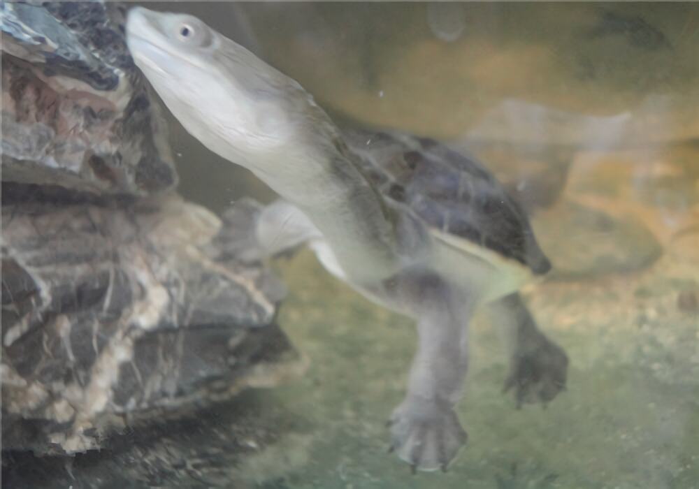 长身蛇颈龟身份信息