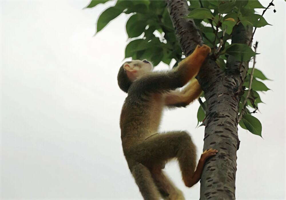 松鼠猴身份信息