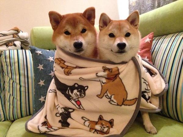 过马路时发现前面一只柴犬,总是走两步就回头看:到底几个意思