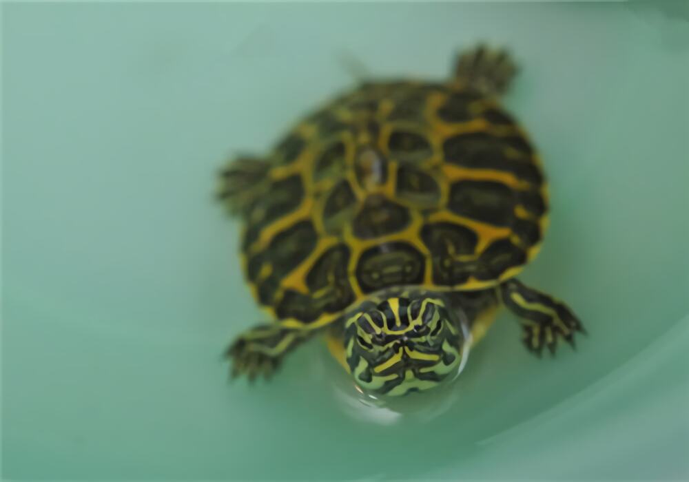 阿拉巴马红肚龟身份信息