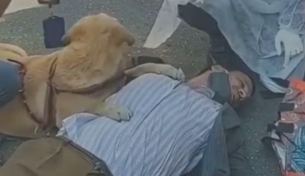 主人晕倒,敬业导盲犬坚持趴着守护,医护人员赶都赶不走!