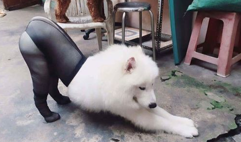 狗狗穿丝袜 引爆网友正反论战