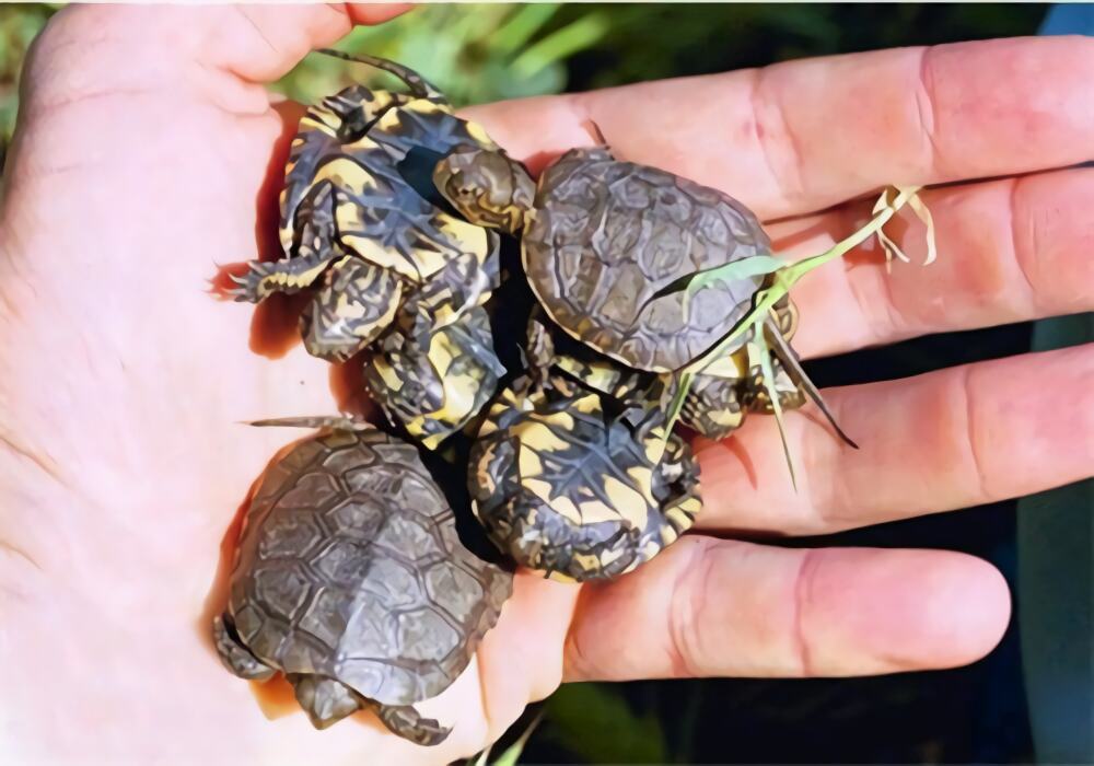 石纹水龟身份信息