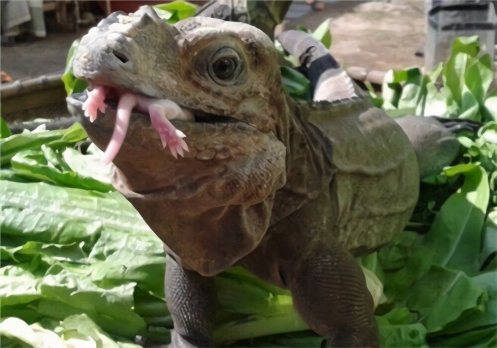 犀牛鬣蜥身份信息