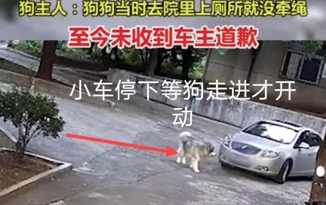 湖南郴州因狗未拴绳,疑被小车故意碾压致死,车主却拒绝道歉