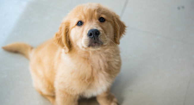 狗狗患病治不好了主人含泪为它安乐死,临死前狗狗的眼神让人难忘