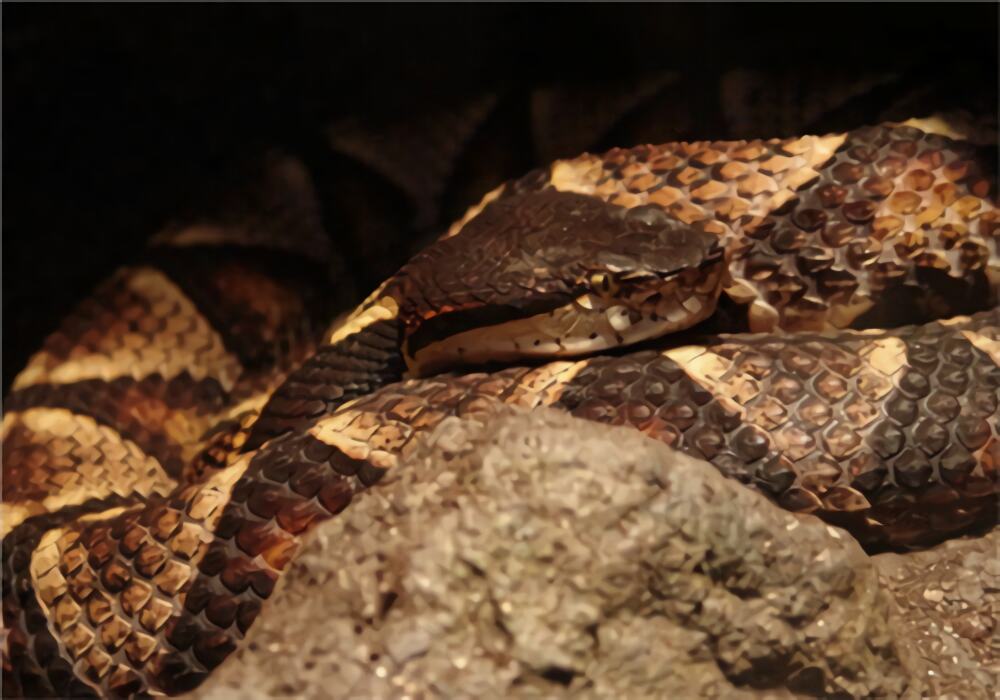 尖吻蝮身份信息