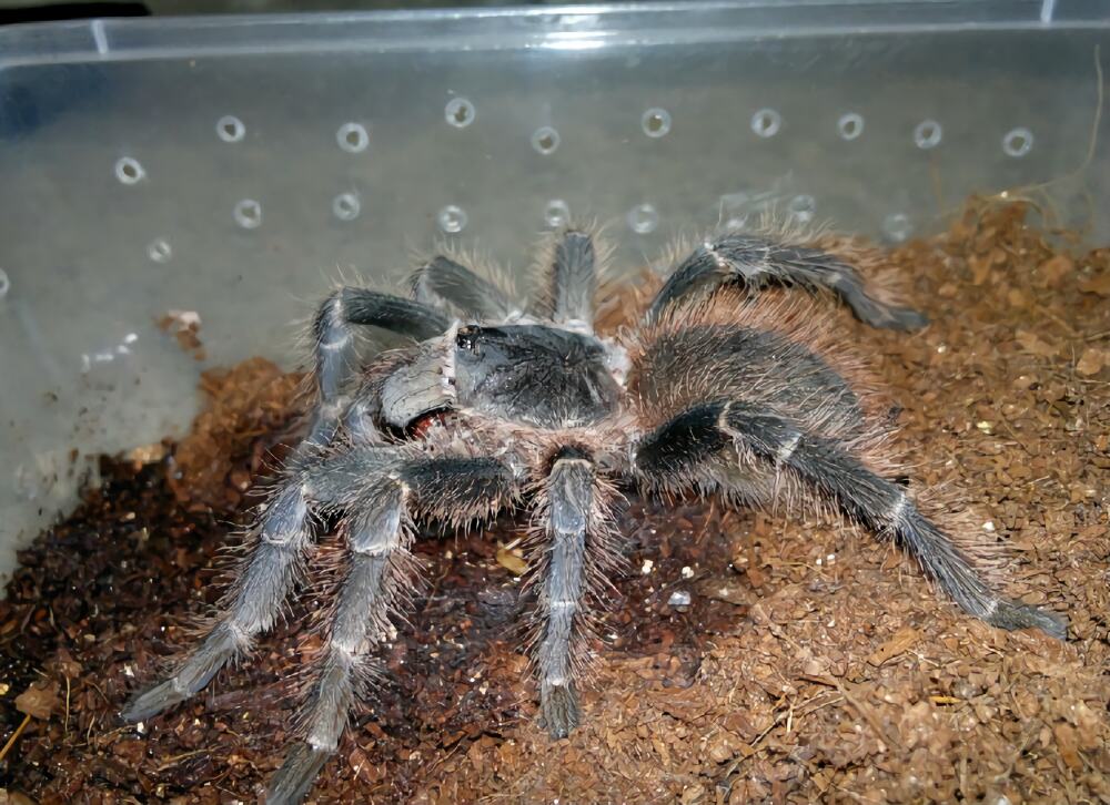 巴伊亚猩红食鸟身份信息