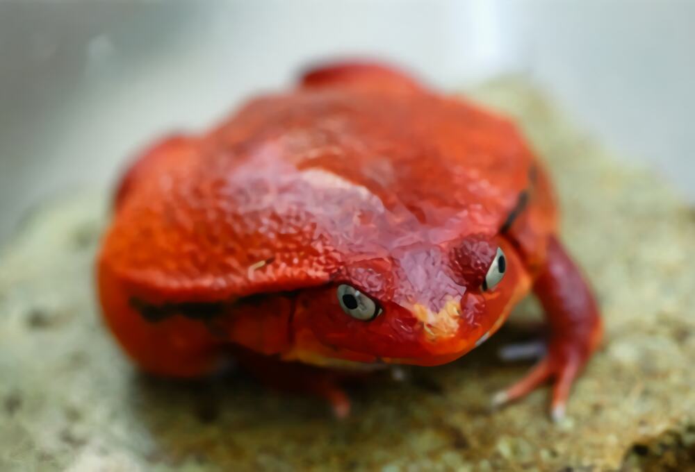 安东吉利红蛙身份信息