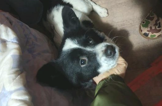路人有意找流浪犬的茬儿,接下去见到狗狗的主要表现,女生差点儿笑翻