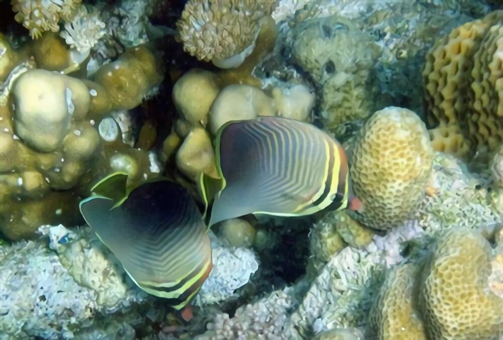 印度洋天皇蝶身份信息