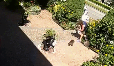 惨！加拿大女子遛狗回家遭一群浣熊撕咬！腿上留下血洞抓痕！