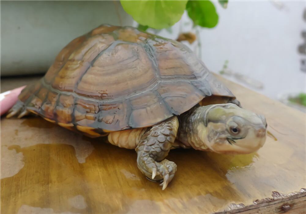 黄喉拟水龟身份信息