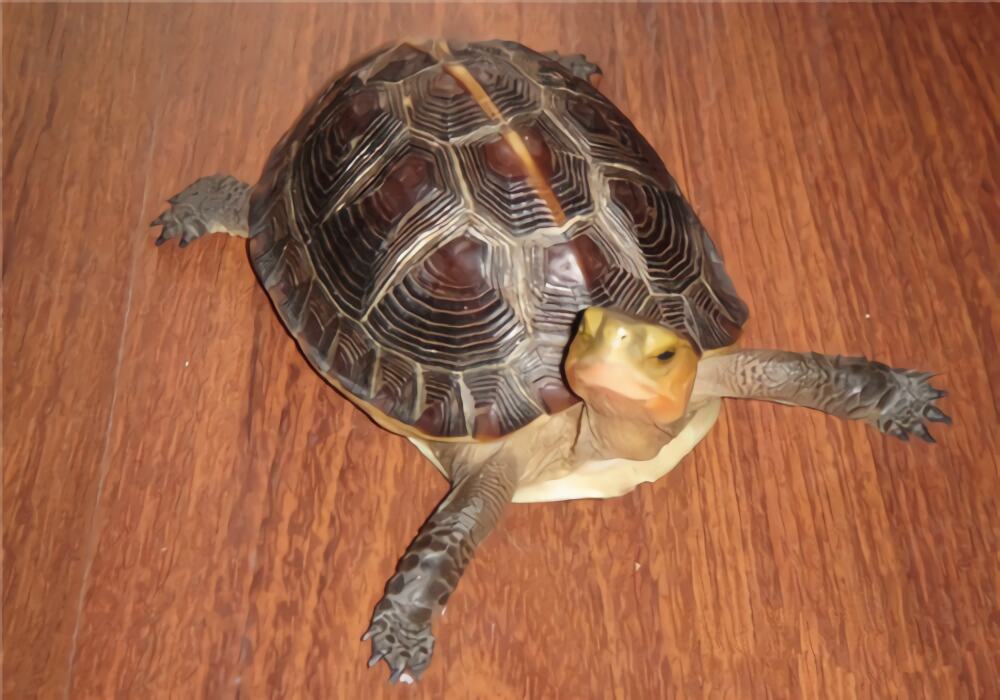 黄缘闭壳龟身份信息