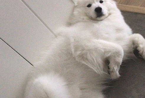 姥姥照料家里猫和狗,萨摩耶软糖和小猫咪麻糬反映出现异常,母亲:没良心