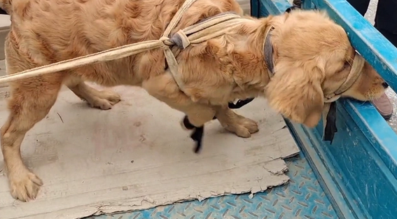 被五花大绑的金毛一到狗市就成焦点,大妈:路上跑了,我上哪撵去