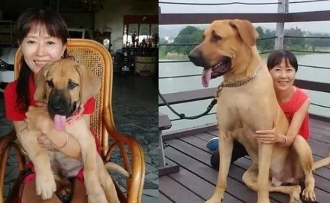 亲戚送来一个古董大牛铃,可狗砸戴上却秒变迷你小铃铛!