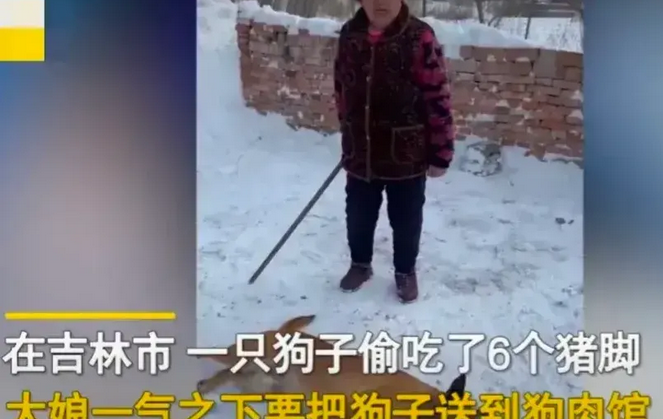 在吉林长春发生了一件搞笑的事。大黄狗偷吃猪脚后躺地上“装死”,主人一句话让它原地“满血复活”!
