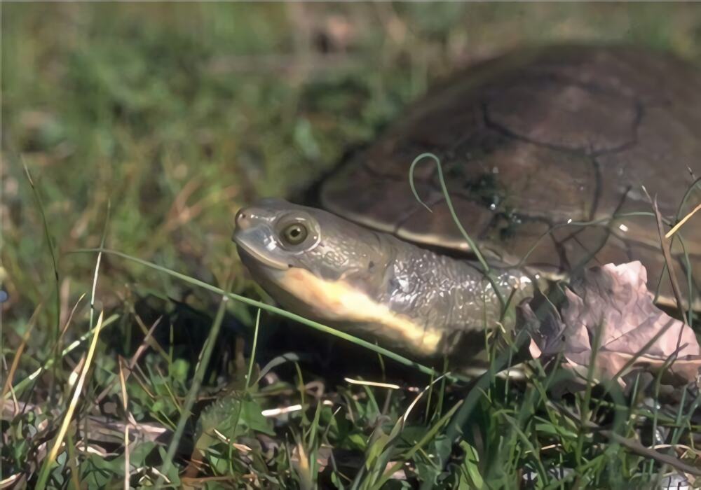 澳洲大头曲颈龟身份信息