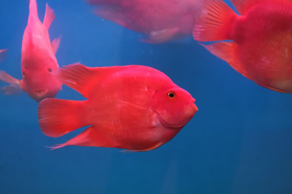 血鹦鹉身份信息