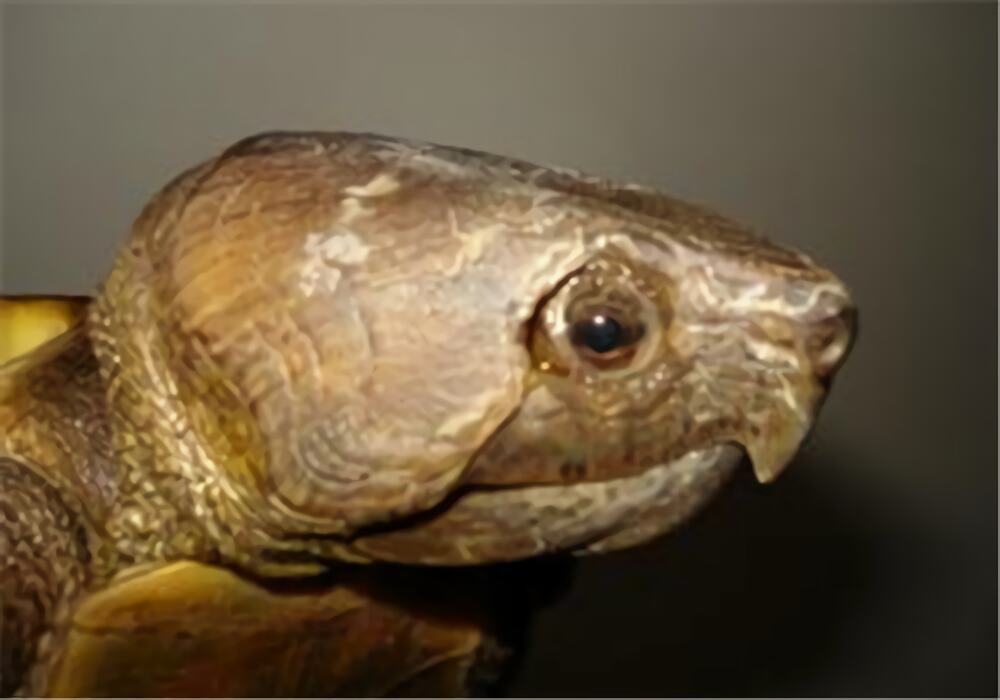 鹰嘴龟身份信息
