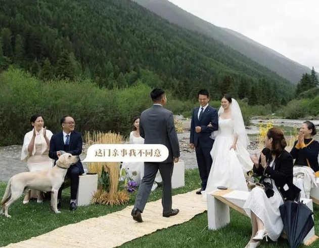 “狗在婚礼上抢走了我老公”,网友婚礼现场发生意外,笑翻了