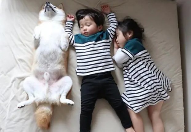 超萌，日本一只柴犬喜欢陪两个小主人睡觉，各种睡姿太温馨了