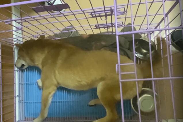 因犬瘟后遗症,能跑能跳,品相不错的小柴犬就此被抛弃,小哥:愿你幸福